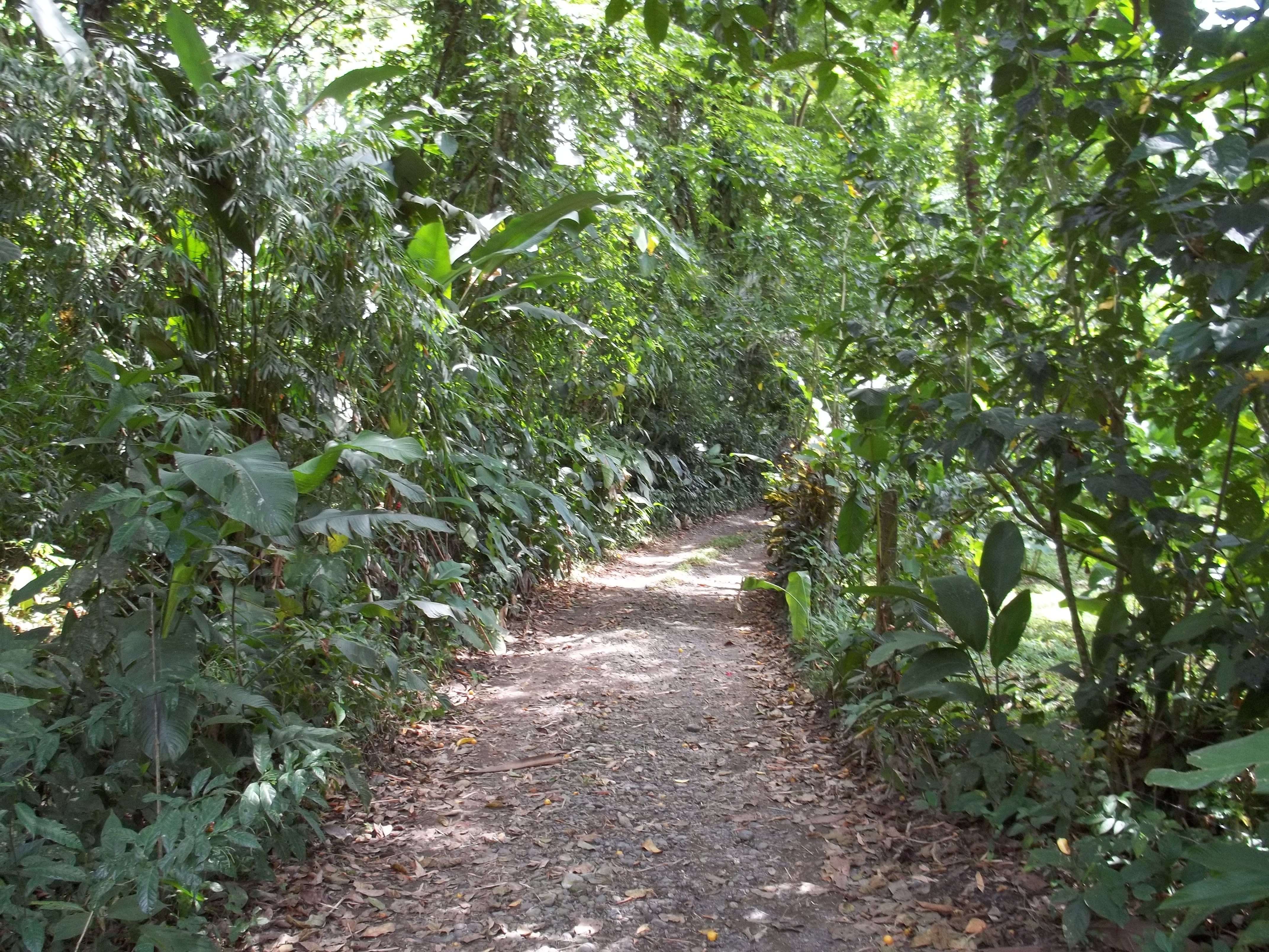 Jungle path